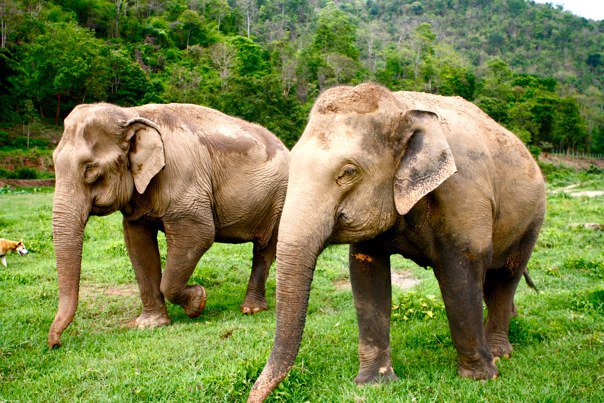 Volunteer with Elephants in Thailand